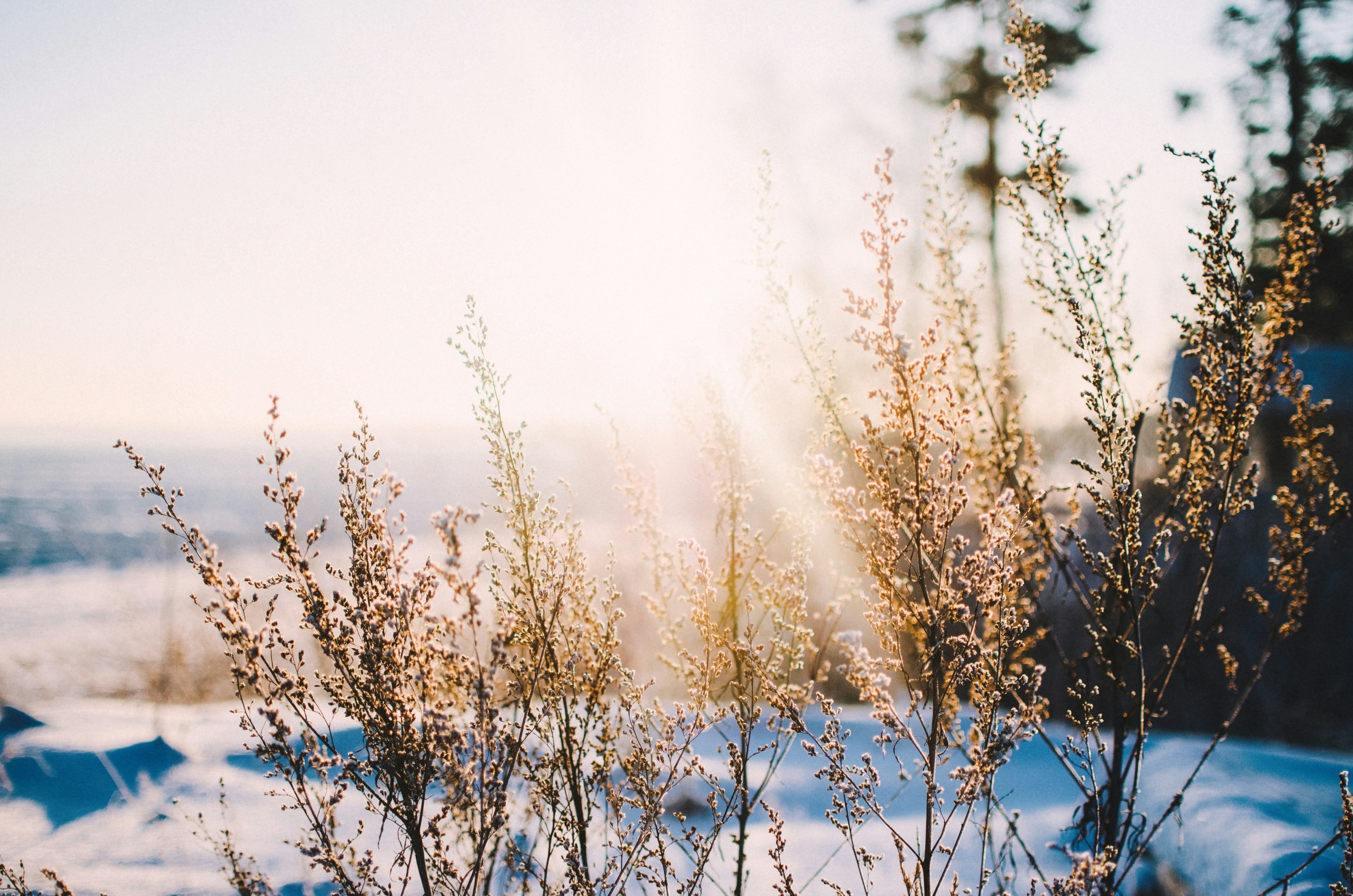Vinterbild med snö och sol